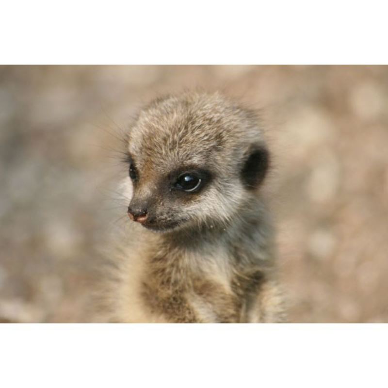 Meet The Animals at Bristol Zoo including Entry for Two and Free Drink